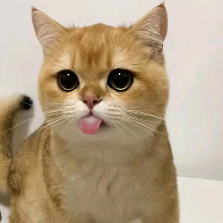 一只小黄鸭