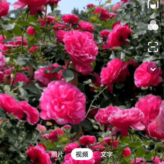 我是一个不贤惠的妈妈。我这一辈子苦命