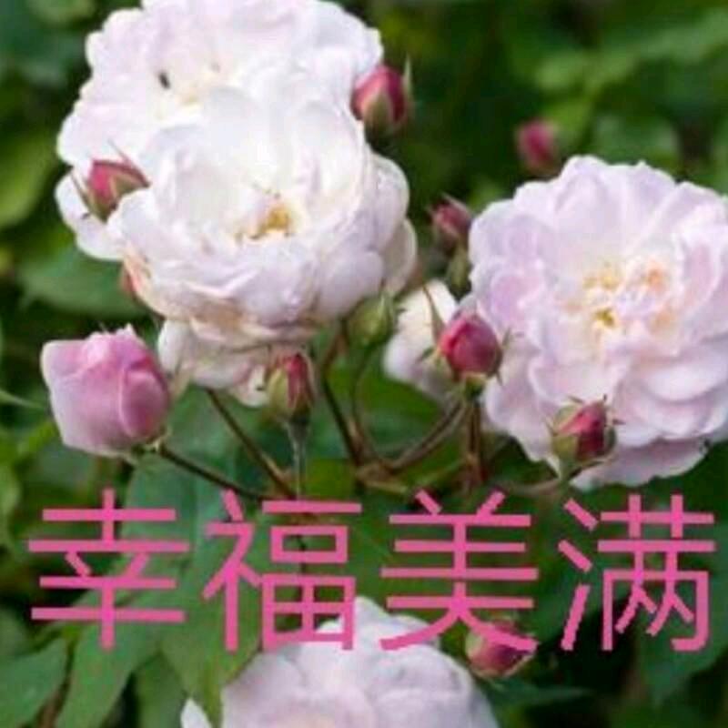 龙姐