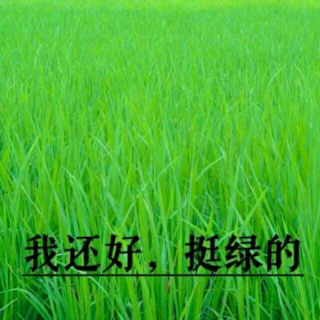 SC许神