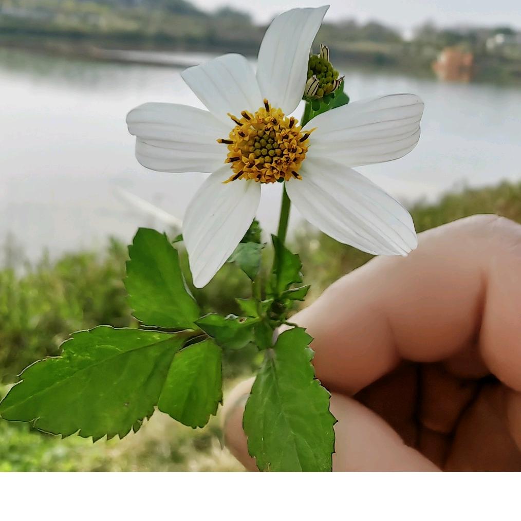 手心里的爱
