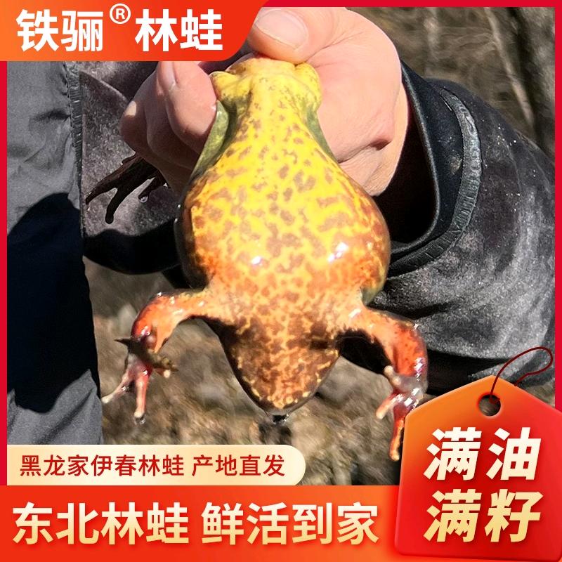 东北山珍林蛙河鱼