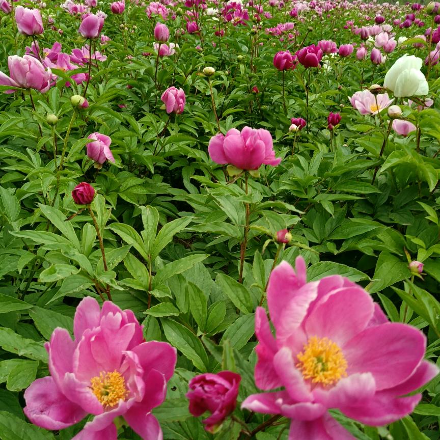 @💖晥🔱亳💖芍药🌾