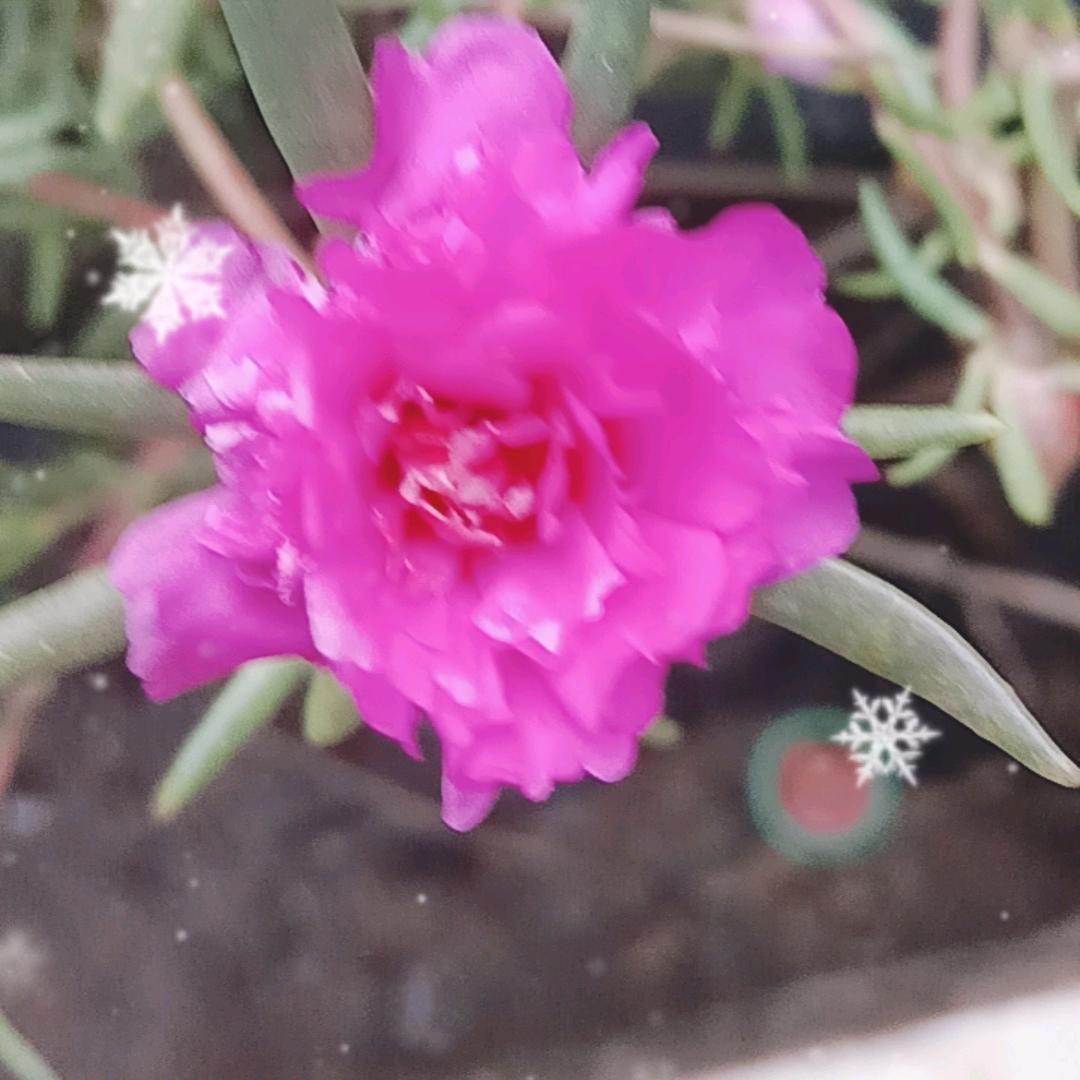 辛苦病