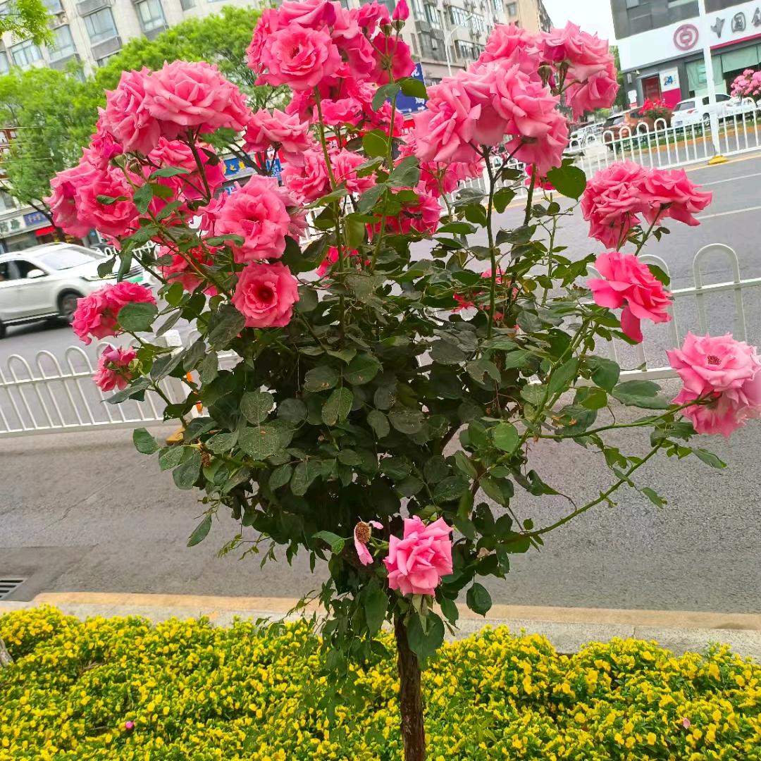 @向日葵🌻🌻🌻