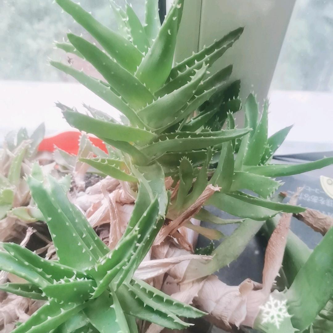 烈火雄心