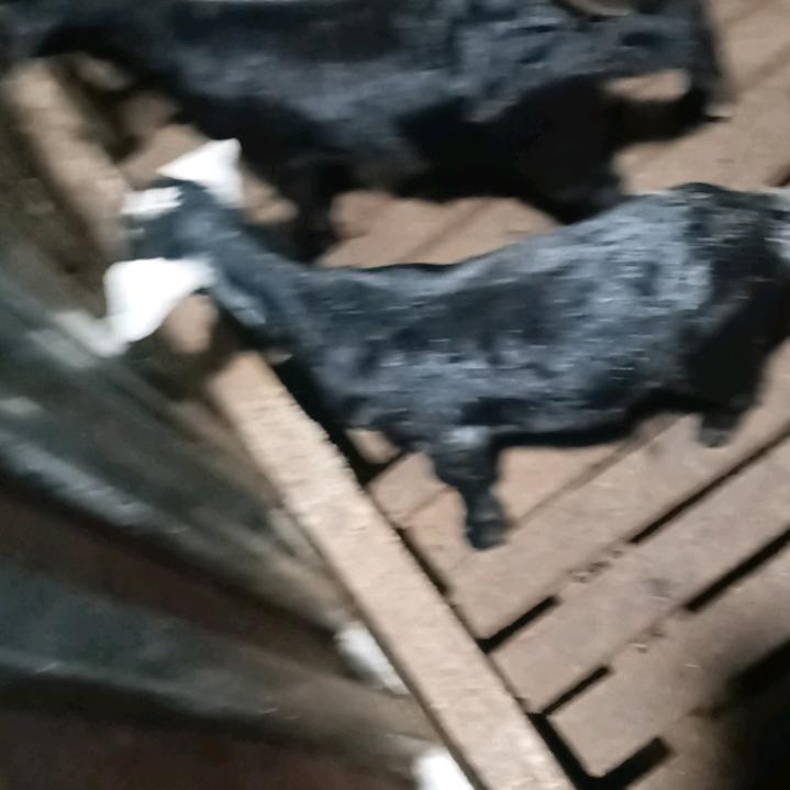 山卡拉   野狼