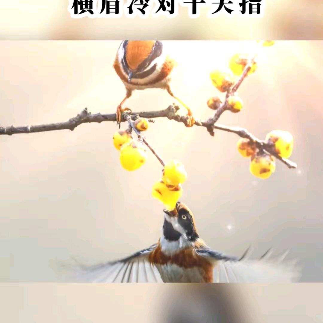 全网语言犀利一哥