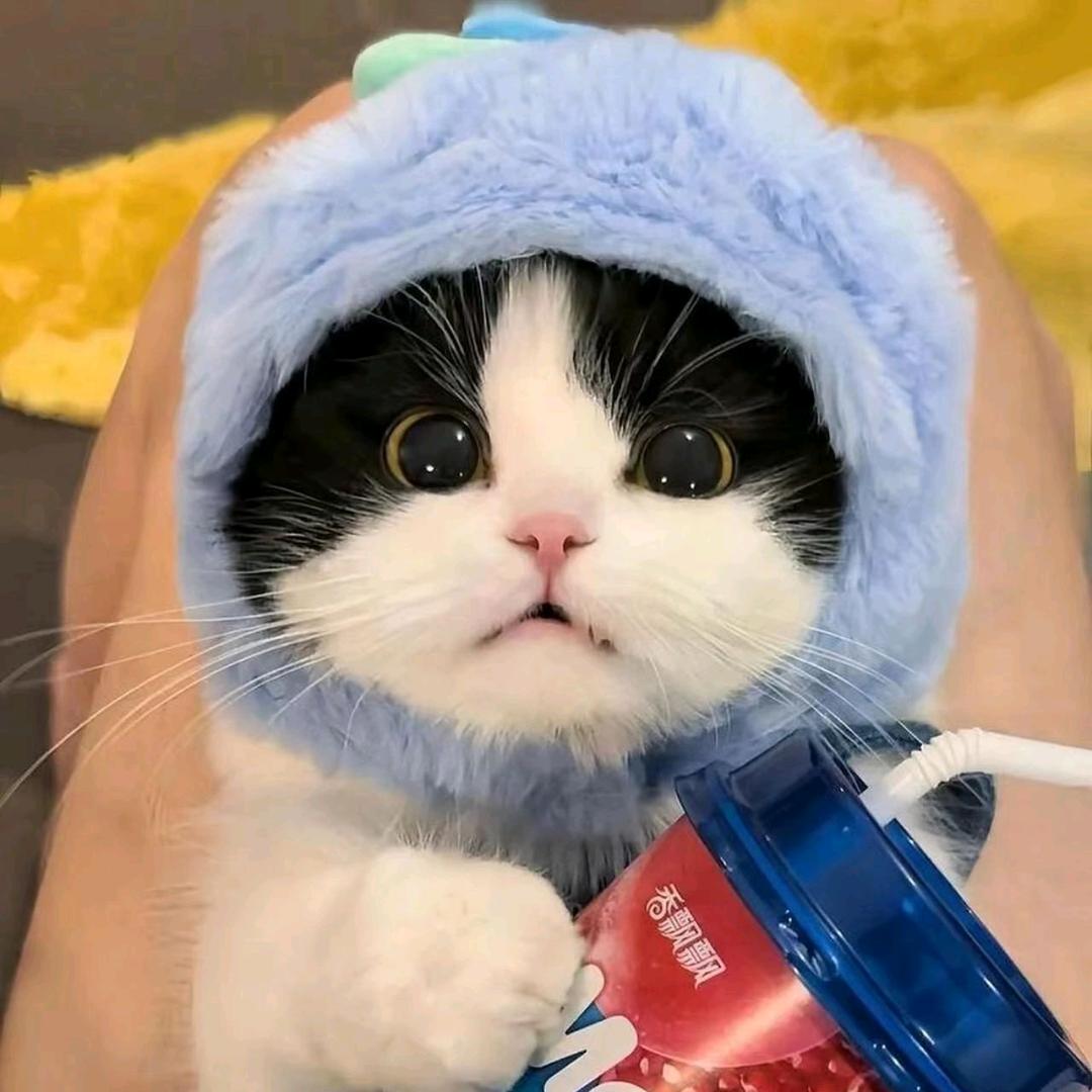 𝘾𝙃𝙀𝙉𝙂＋