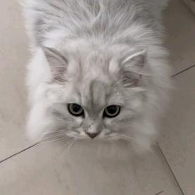 米乐乐宠物优品