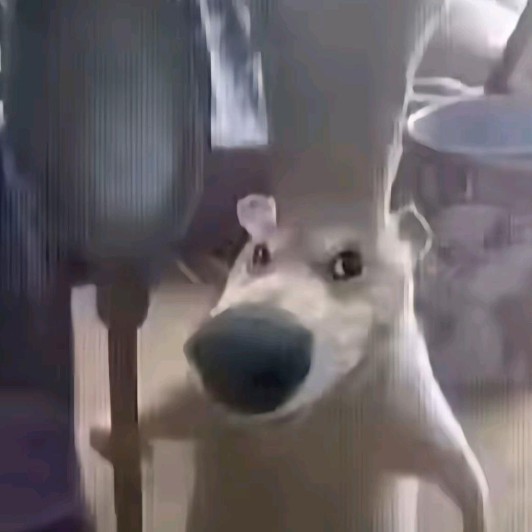 只吃人吃的