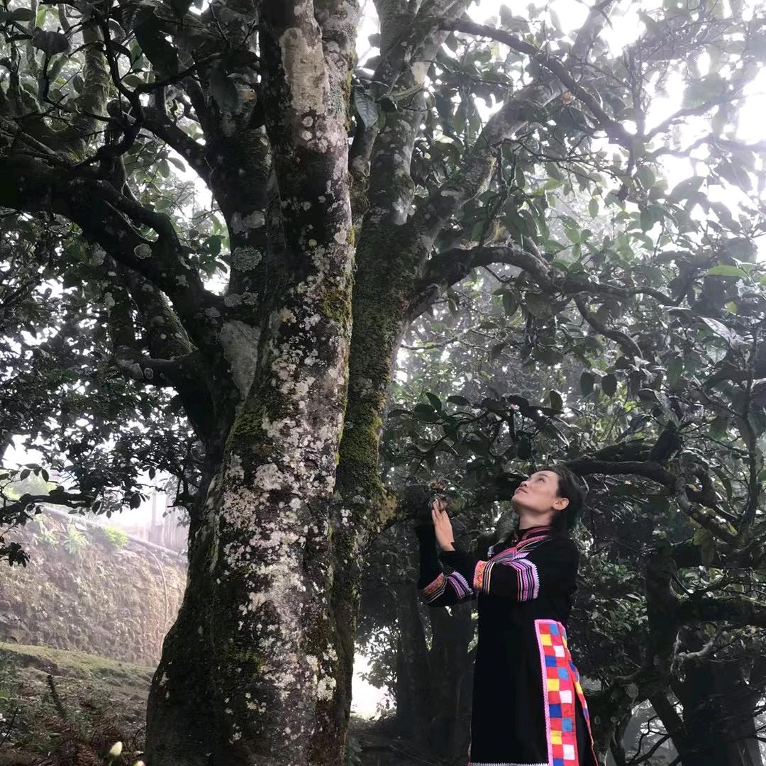 懂过梅花（原老支书家好茶）