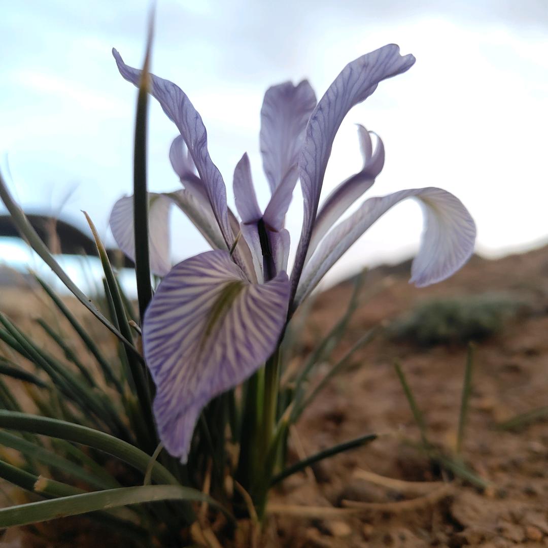 (❁清风烈酒醉人心❁)