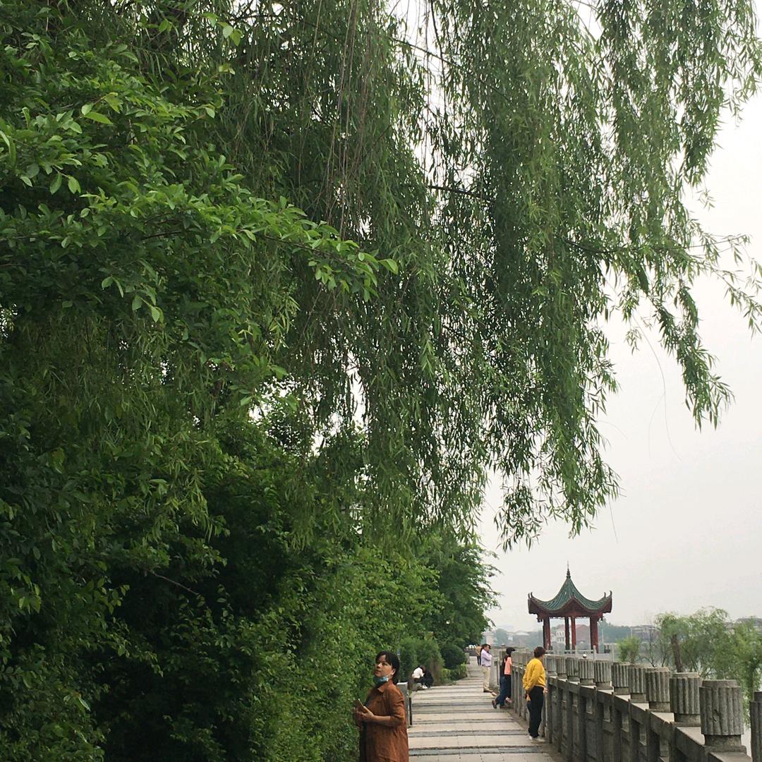 珊瑚水红