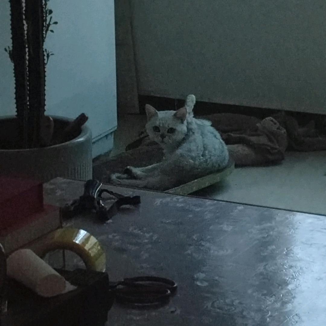 猪毛
