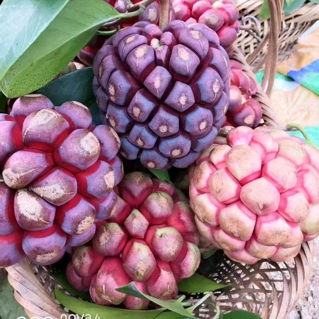 明山苗木