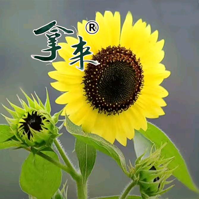 吉林省拿来粮贸有限责任公司1