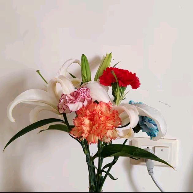 🥀ꦿ꯭熬叶小熊猫💞꧔ꦿ᭄