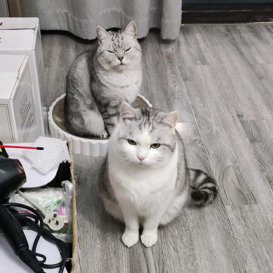 小猫跳跳