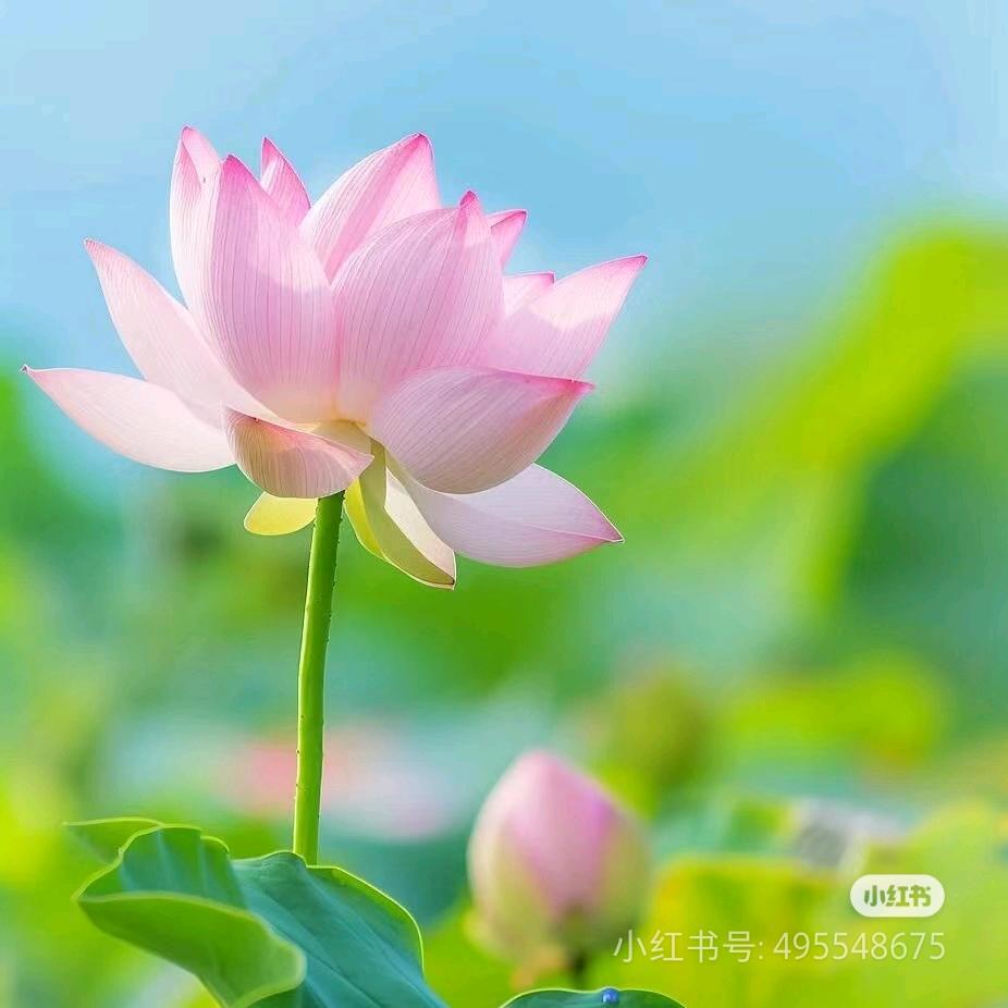 瑛瑛