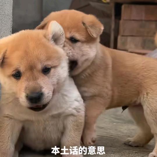 航航dmh