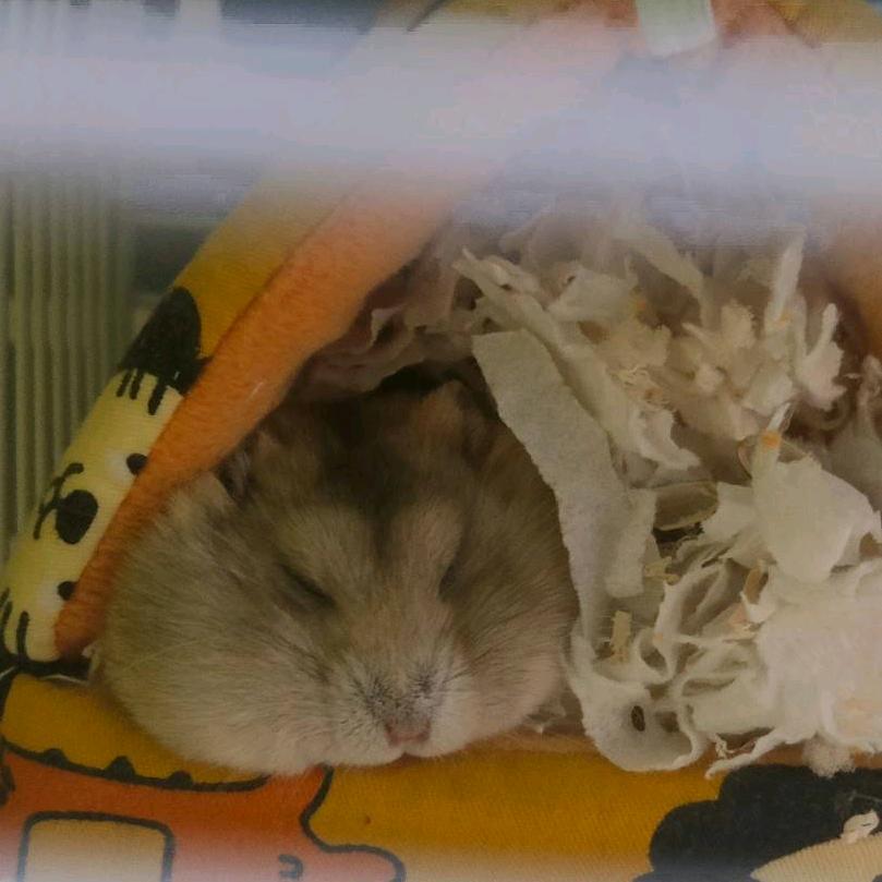 可心儿的日子头像