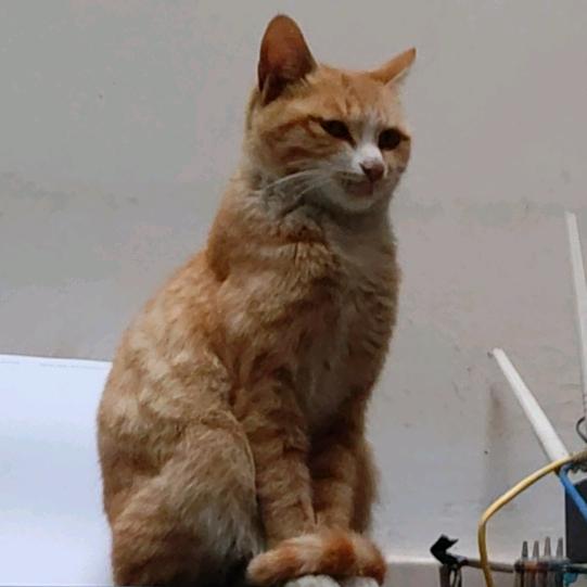 吊顶哥🎤（锐邦吊顶）