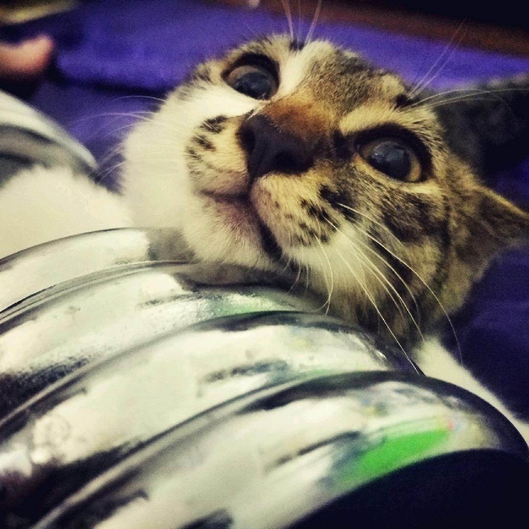 树叔