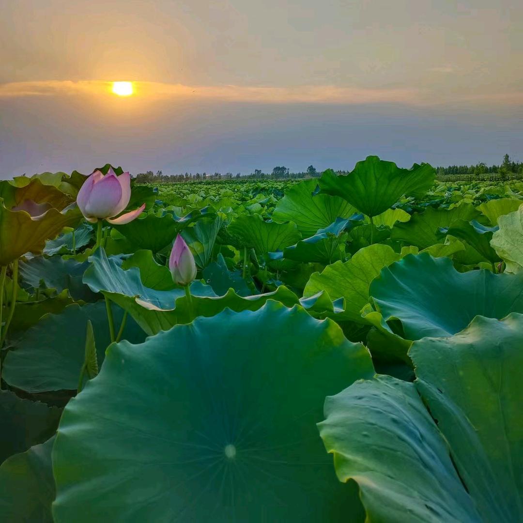奉旨发财