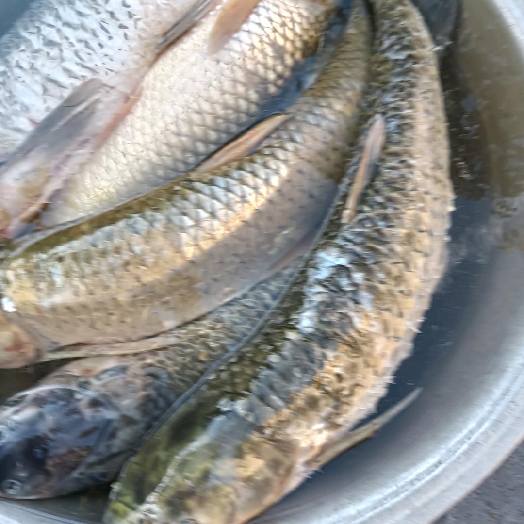 ：🐟鱼我有缘