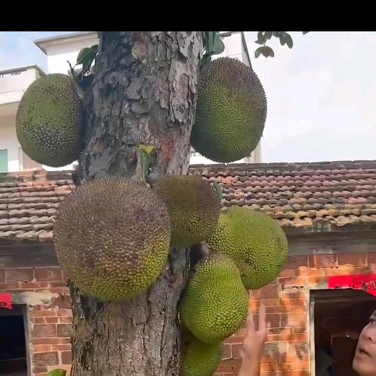 全成育70578575960