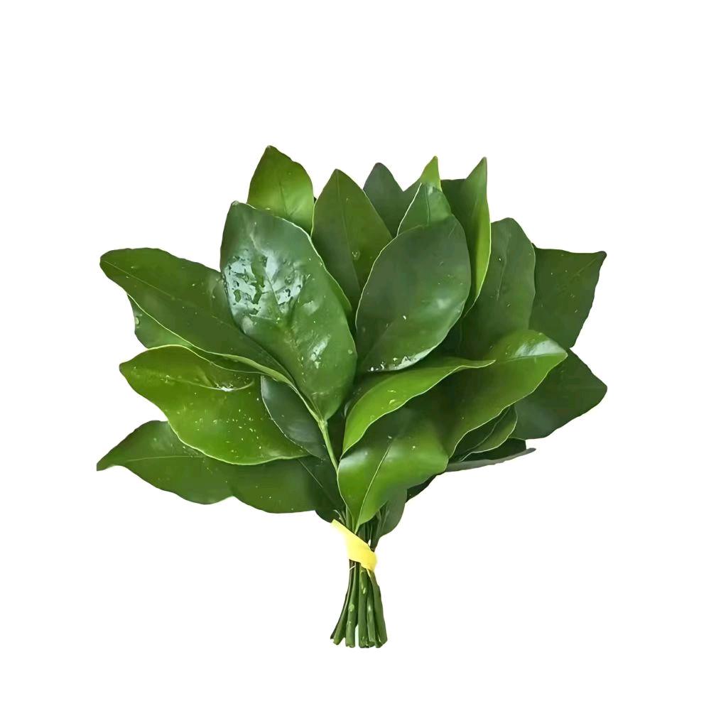 十七日尾灯▴