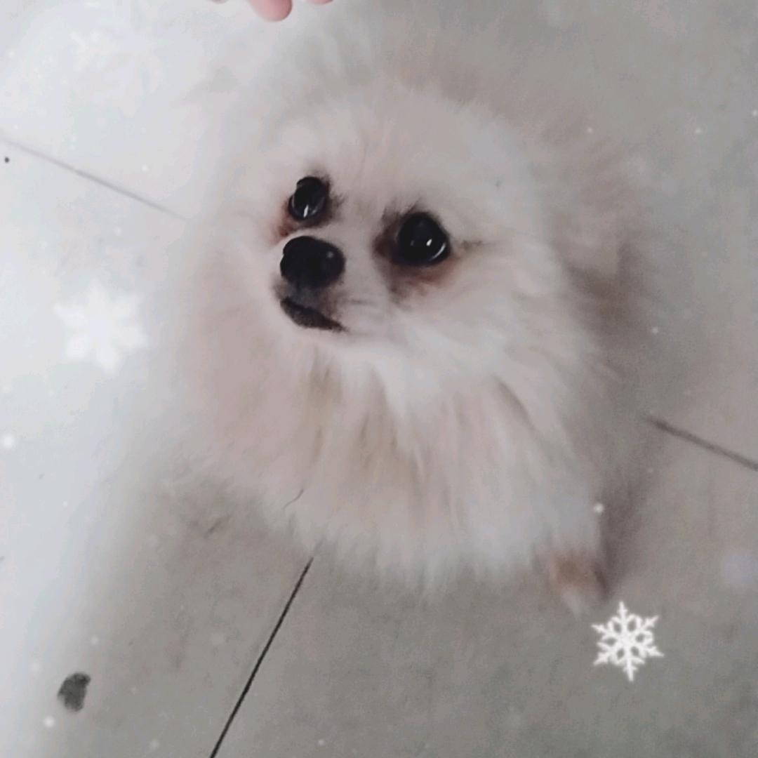 宝哥犬舍