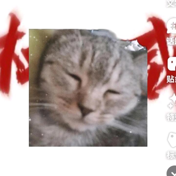 小喵喵（权威）