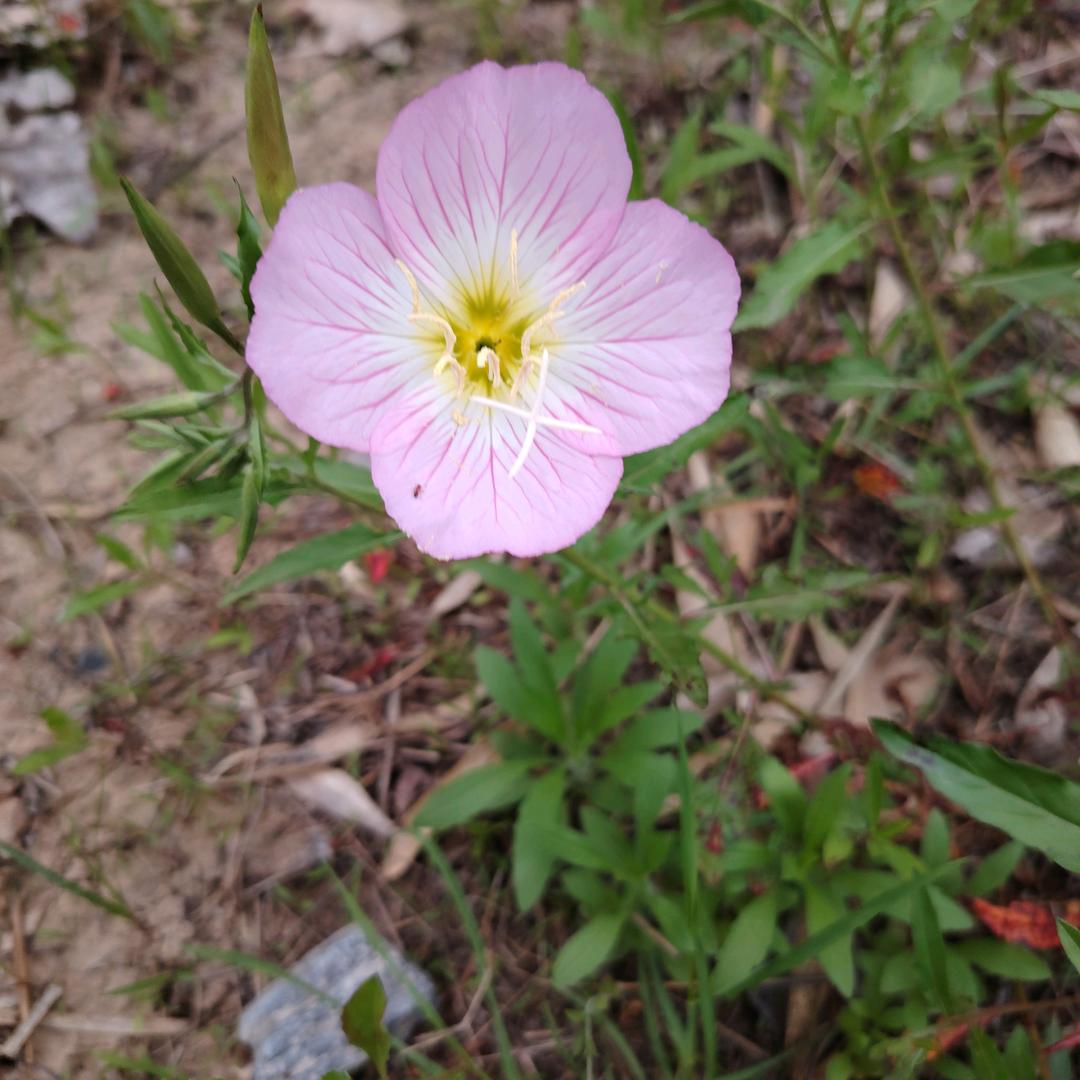 柠檬不酸🈶点甜
