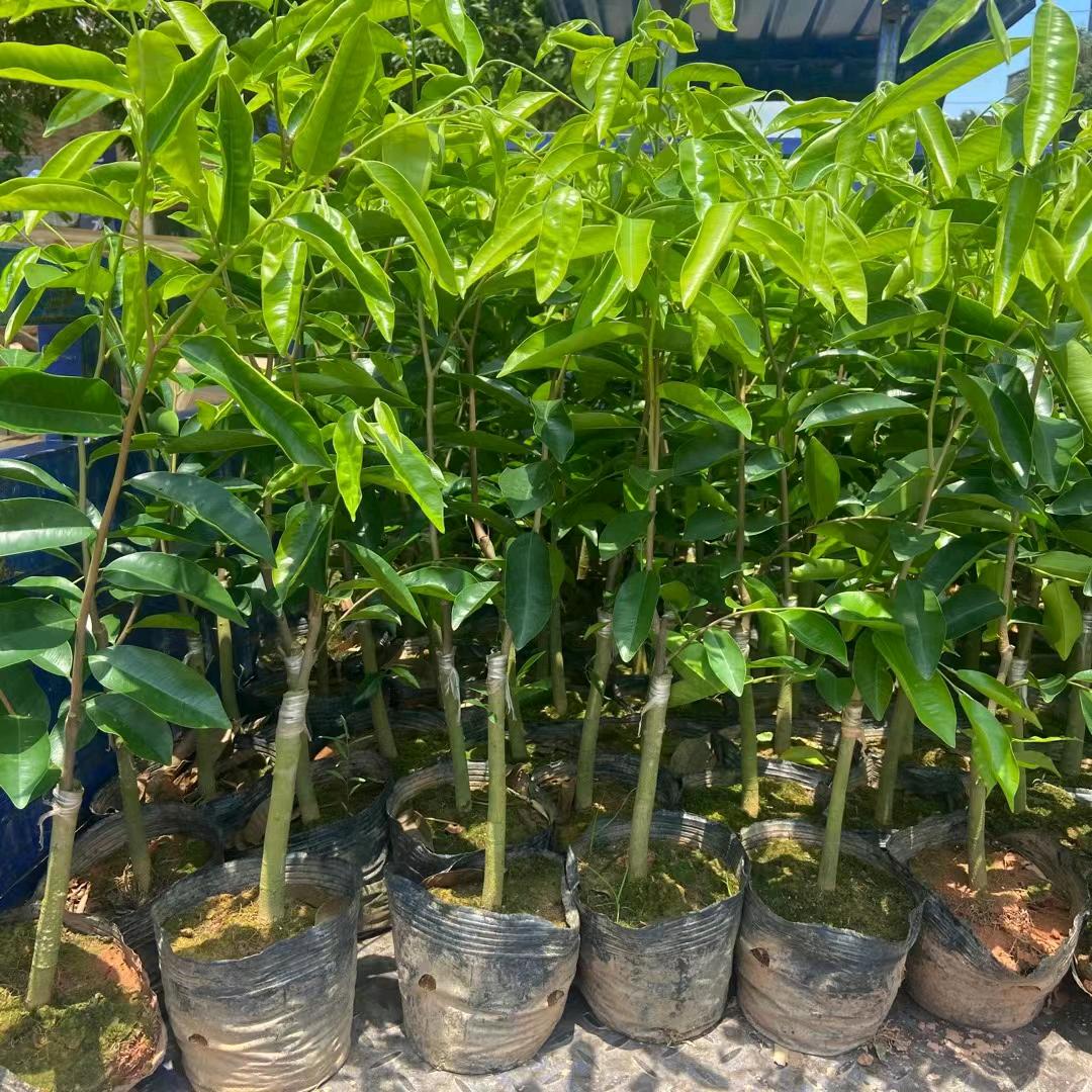 一代奇楠沉香苗