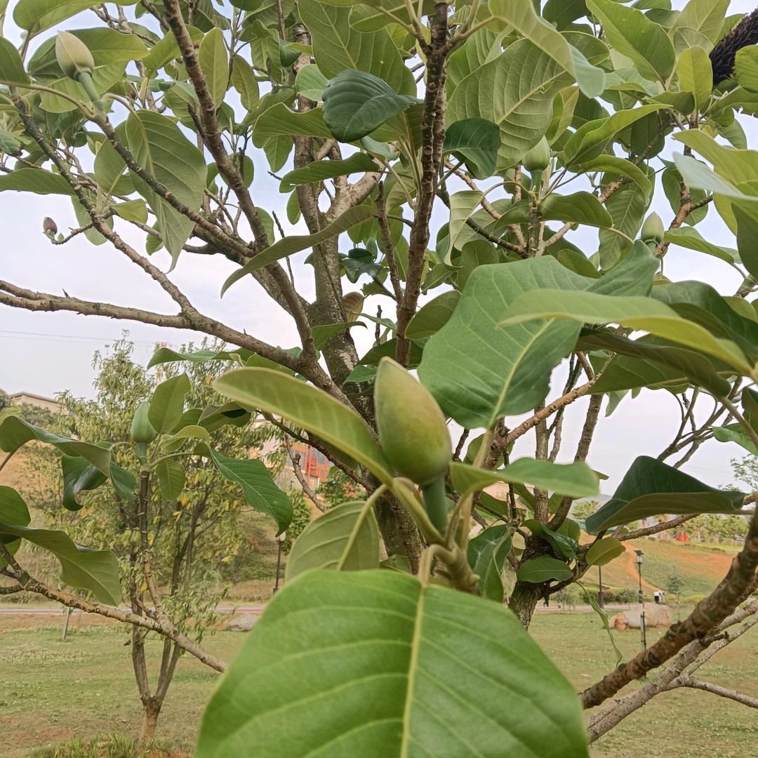 苹果