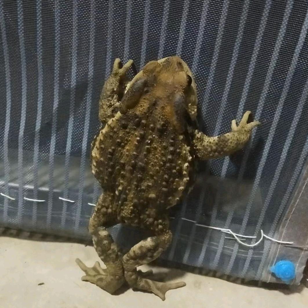 猛踢瘸子那条好腿