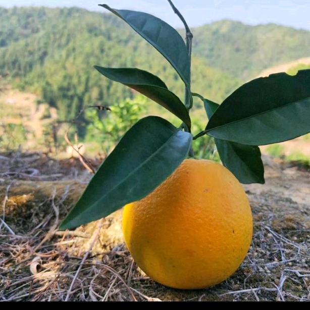 橙子姑娘产地直发