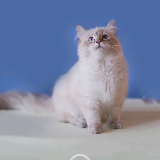 迷茫哥