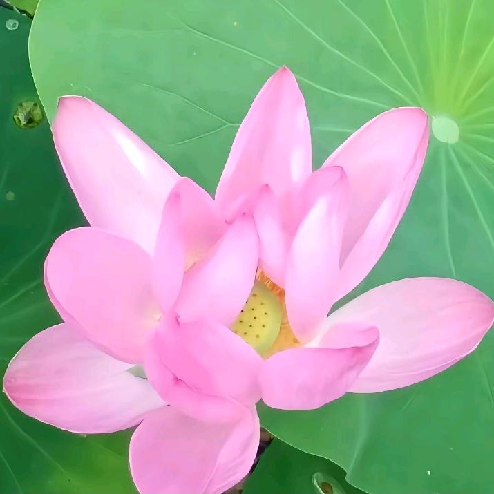 栀子花🌸