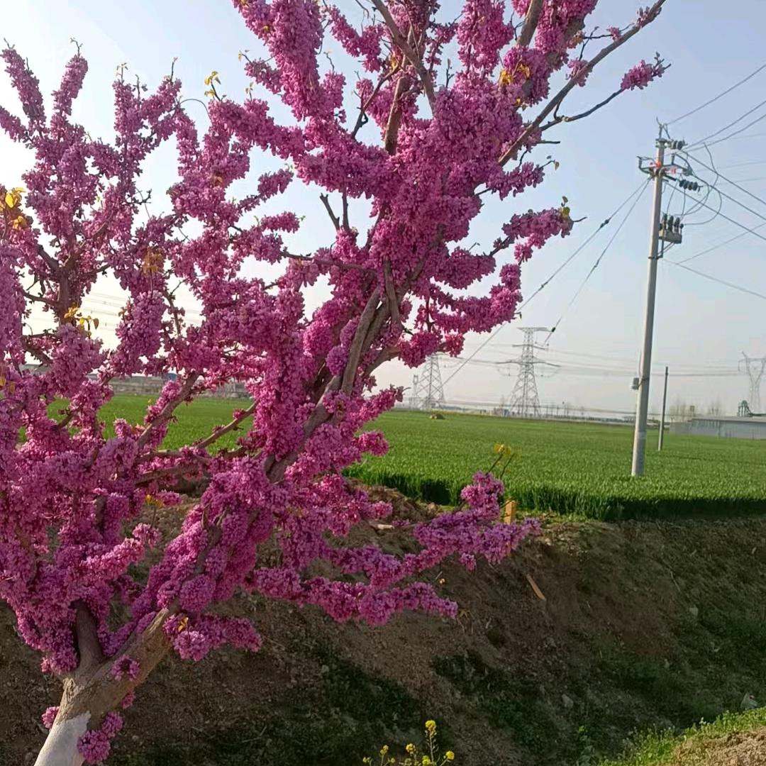 🌹🌺知夏🌹🌺