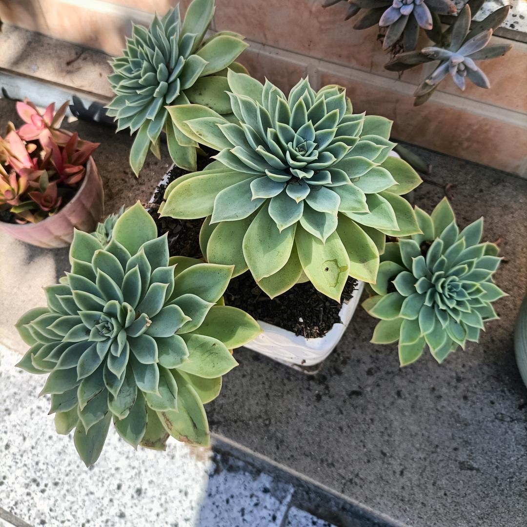 燕子