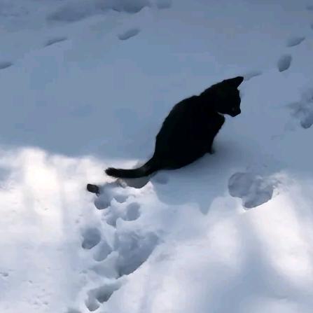🌈阿枯(求赞版)