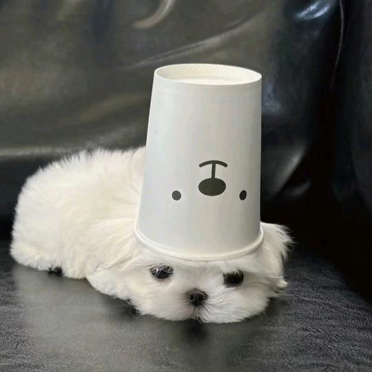 车蛋子