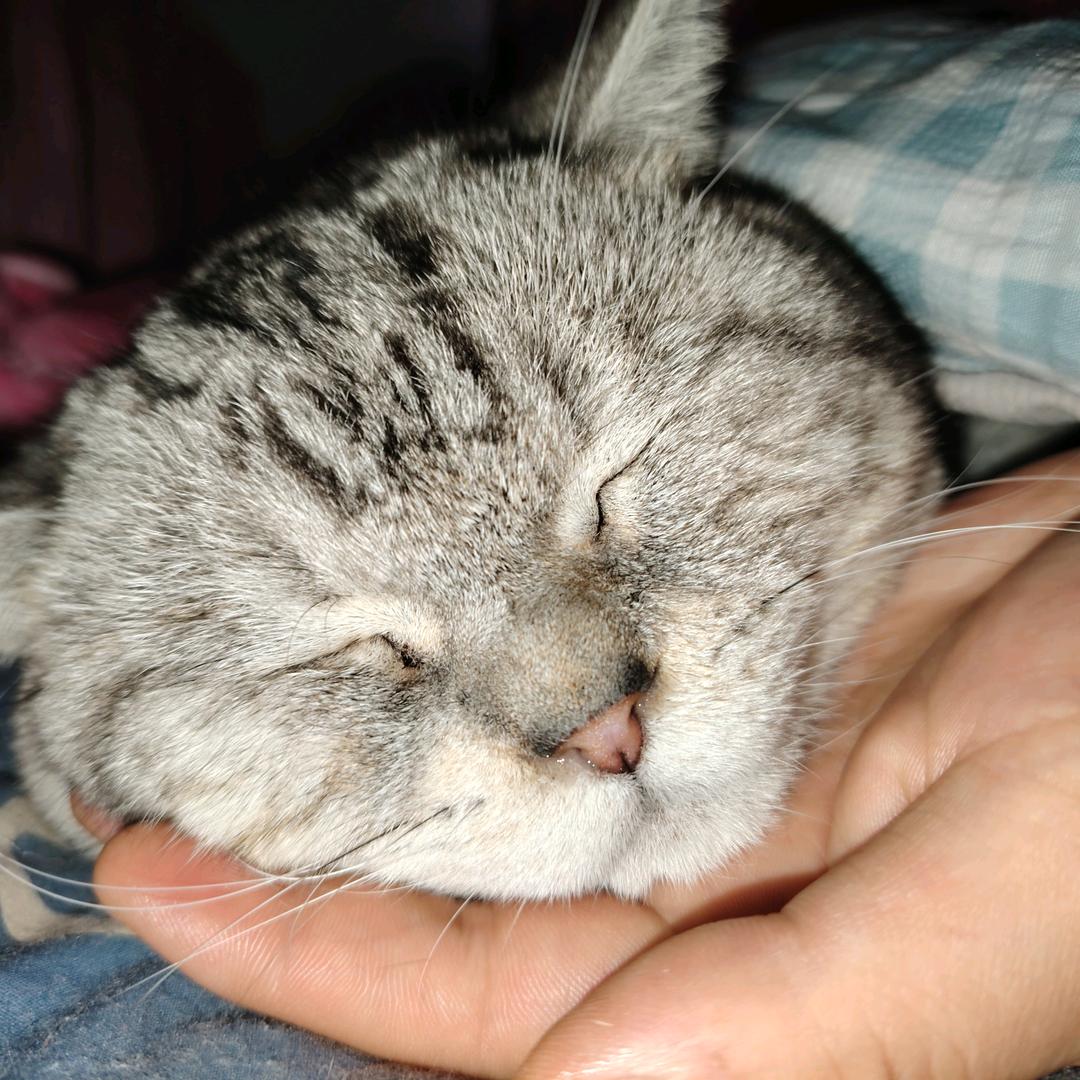 大鹏的萌宠乐园