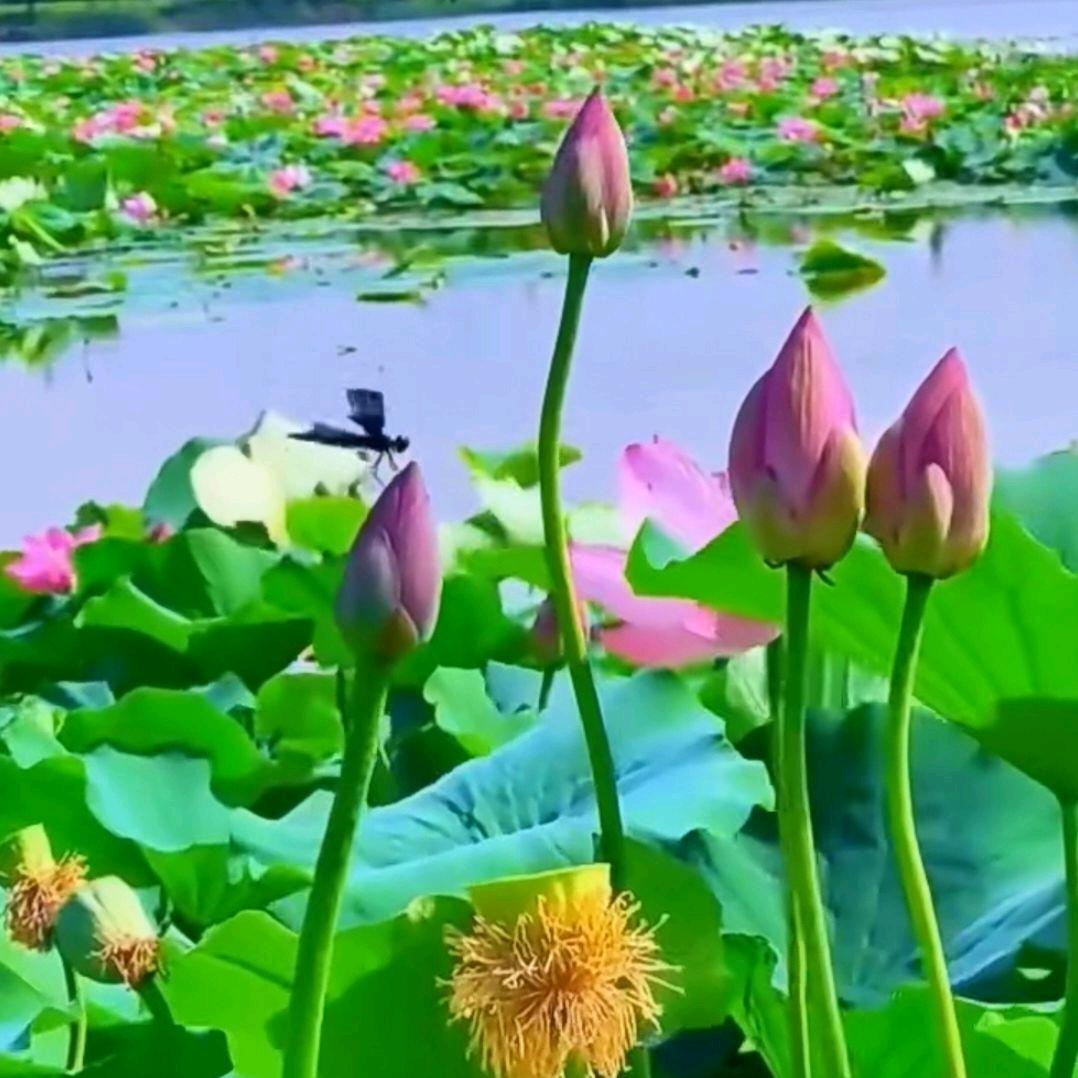꧓꯭释❤️‍🔥প꯭᨞怀꯭ᩚꦸ꯭࿐