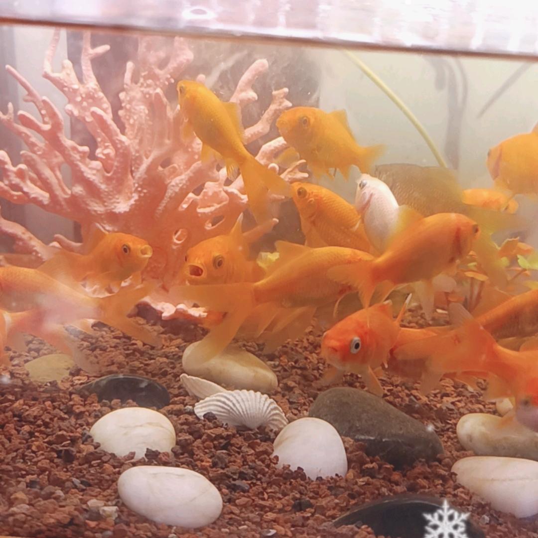 年年有鱼🐠🐟