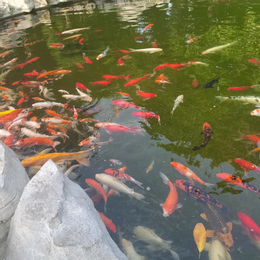 随心