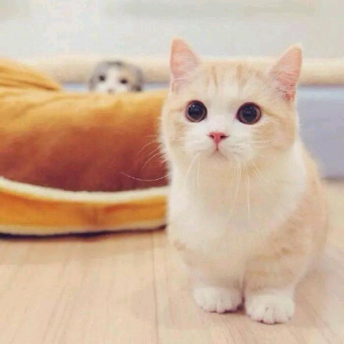 💕霸气ヽ爵爷℡